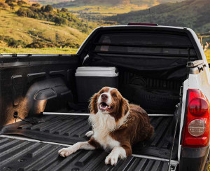 Truck Beds & Dogs What You Should Know